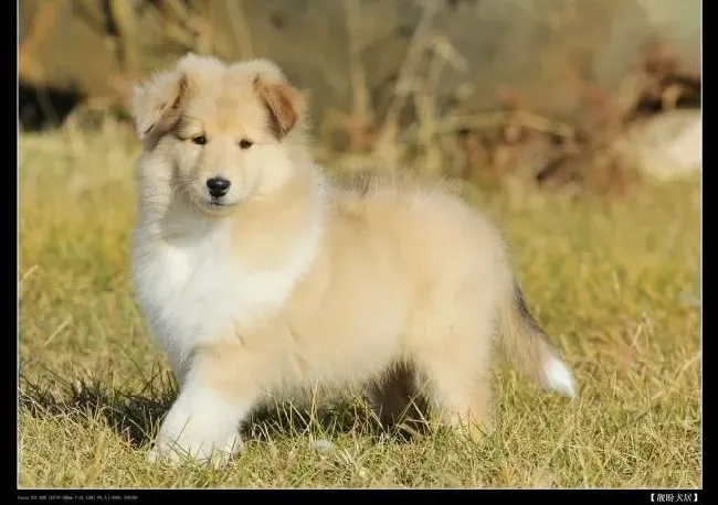 苏格兰牧羊犬|科学养苏格兰牧羊犬 培养一生的朋友