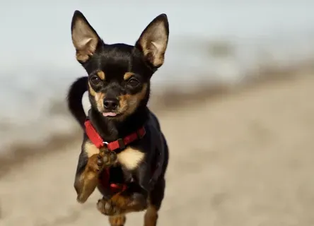 迷你杜宾犬颜色 杜宾犬毛色以巧克力色 | 杜宾犬