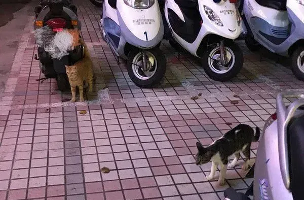 遇到猫警探了！浪喵霸占警用机车伪装黑猫警长 | 猫