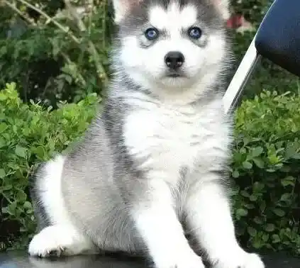 哈士奇|最近哈士奇有点拉稀吃点什么药好