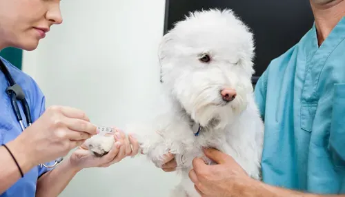 狗狗打针 狗狗出生30天就可以打疫苗了 | 狗