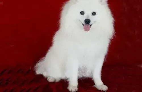 银狐犬|银狐犬不吃饭 不吃狗粮怎么办 着急求帮助