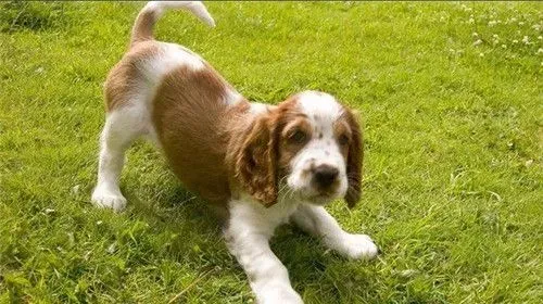 史宾格犬如何养 喂史宾格要定时定量固定地点 | 史宾格犬