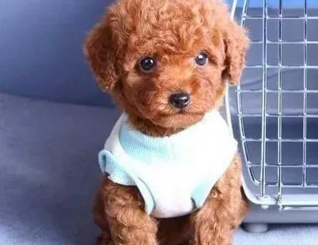 贵宾犬|贵宾犬可以重复注射疫苗吗