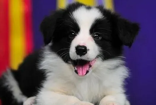 边境牧羊犬|边境牧羊犬正确的夏装是什么样的呢