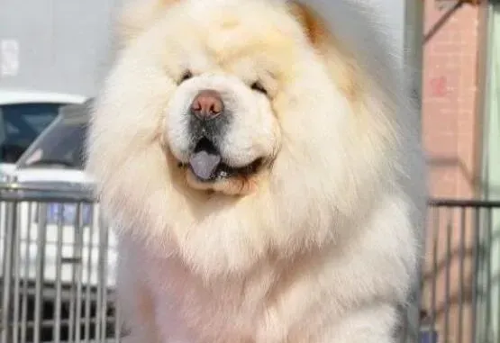 松狮犬|做好七项工作让你轻松饲养松狮犬