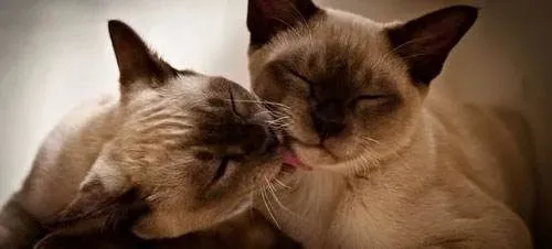 暹罗猫不会用猫砂盆 暹罗猫不用猫砂盆的原因 | 暹罗猫