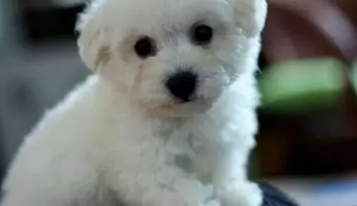 比熊犬|了解比熊犬的某些不为人知的特点