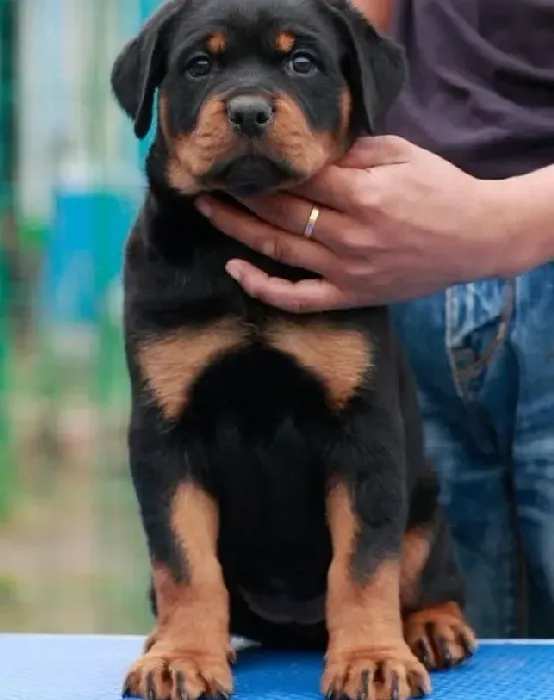 罗威纳犬|怎样最稳妥的解决罗威纳犬的皮屑问题