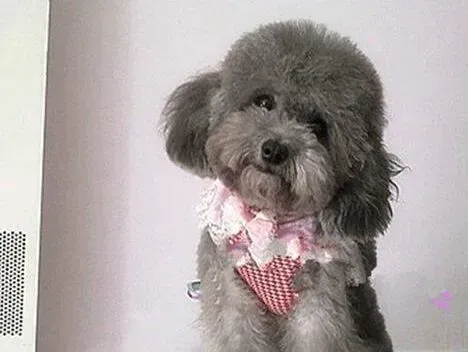 贵宾犬|一个半月的贵宾犬每顿应吃多少狗粮