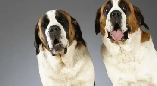 圣伯纳犬|饲养健康的圣伯纳犬，快乐你做主