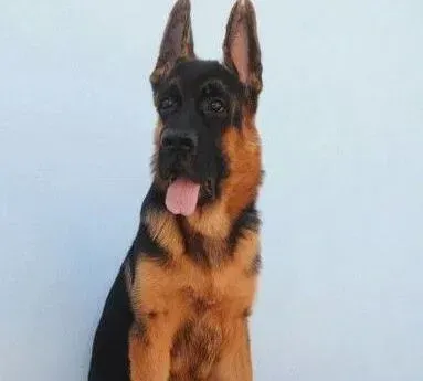 德国牧羊犬|无论多爱德国牧羊犬你都要保护好自己