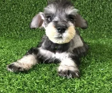 雪纳瑞|喂养幼犬说法多 如何喂食雪纳瑞幼犬狗粮
