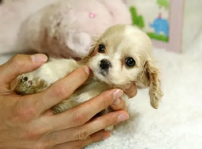 可卡犬|五大步骤帮你给可卡犬剪出一个美丽的发型