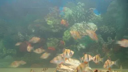虎皮鱼多久换水 换水可以视情况而定 | 虎皮鱼