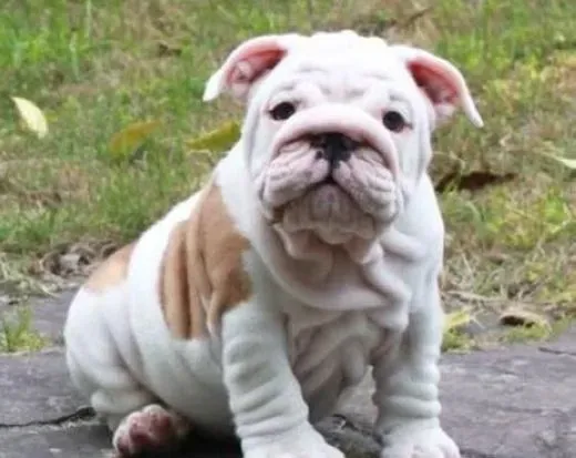 英国斗牛犬|轻松知道斗牛犬是否体重超标