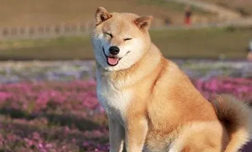 柴犬|影响柴犬免疫的因素