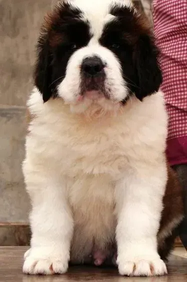 圣伯纳犬|圣伯纳犬饭后不便便怎么办
