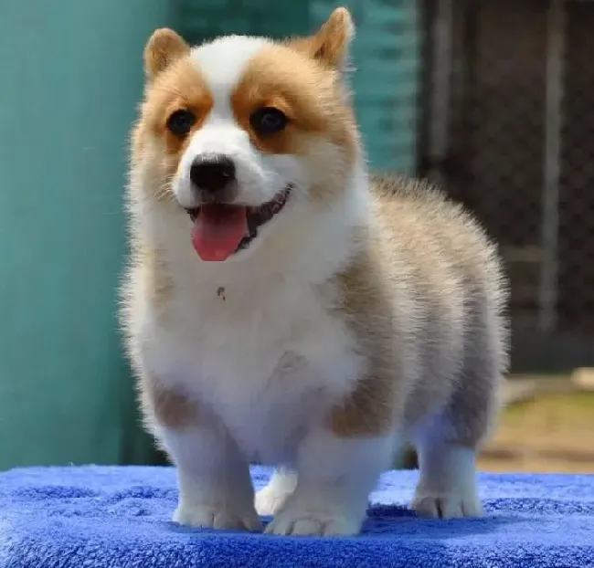 柯基犬|怎样让柯基犬学会作揖的绝活