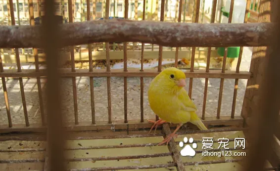 笼具上油保养方法 怎么给笼具上油 