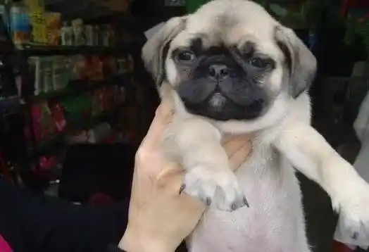 巴哥犬|巴哥犬突然呼吸急促是什么病症