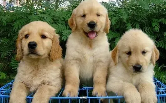 金毛|金毛犬鼻子干眼睛有些红 请高手回答