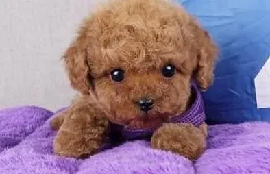 泰迪犬|我家泰迪犬耳朵根部有很多皮屑如何清理