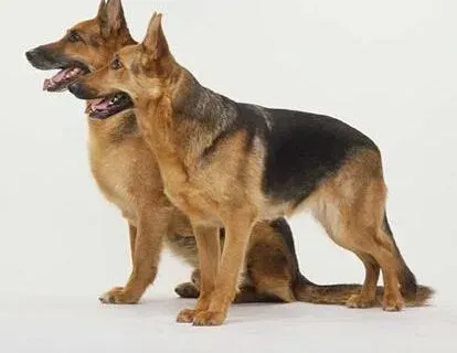 德国牧羊犬|天然食品人人爱 德国牧羊犬爱吃的食物有哪些