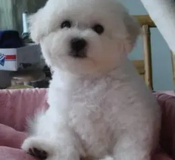 比熊犬|比熊犬前腿发抖是为什么，求解答