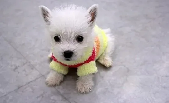 西高地|西高地犬适合喝牛奶以及吃鸡蛋吗？