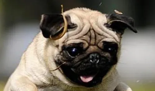 巴哥犬的褶子长多久 外观呈正方形且短胖 | 巴哥犬