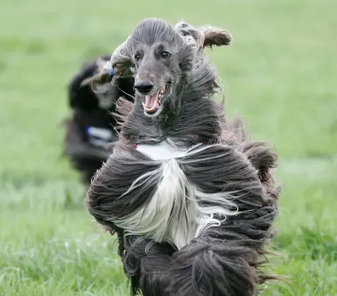 阿富汗猎犬长毛 其高雅威武的外观 | 阿富汗猎犬