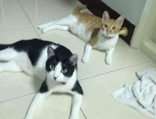 遇到猫警探了！浪喵霸占警用机车伪装黑猫警长