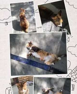 浪喵超会塞乃暖化小资女 被收养成公司招财猫 | 猫