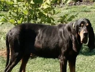 黑褐色猎浣熊犬的性格 该犬对人很友好 | 黑褐猎浣熊犬