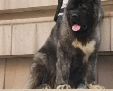 高加索犬|高加索犬最近睡醒后总咳嗽应如何治疗它