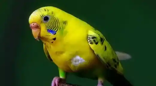 怎样喂养虎皮鹦鹉 准备一个舒适宽敞的鸟笼 | 虎皮鹦鹉