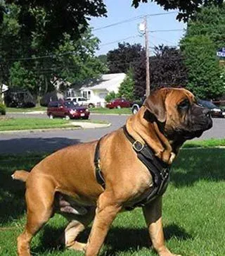 斗牛马士提夫犬掉毛吗  换毛季比较严重 | 斗牛马士提夫犬