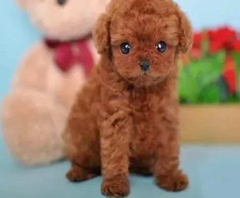 贵宾犬|犹豫个人失误 我的小贵宾犬没有尾巴了
