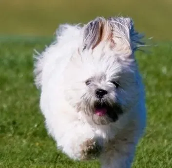 拉萨犬聪明吗 最好是从小训练狗狗  | 拉萨犬