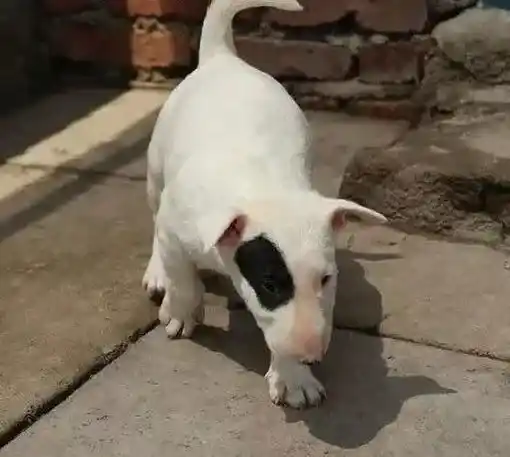 牛头梗|怎样挑选对牛头梗有益的食物