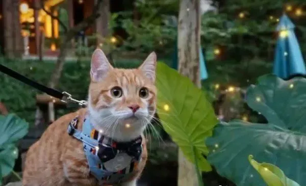 装狠的小短腿！ 猫咪全身炸毛装凶挑衅爸爸