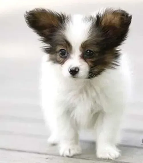 蝴蝶犬|蝴蝶犬拉稀都一星期了 怎样调理呢