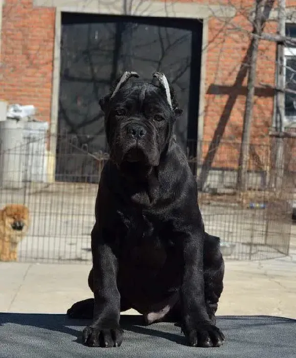 卡斯罗犬|卡斯罗犬产后没食欲，越来越瘦怎么办