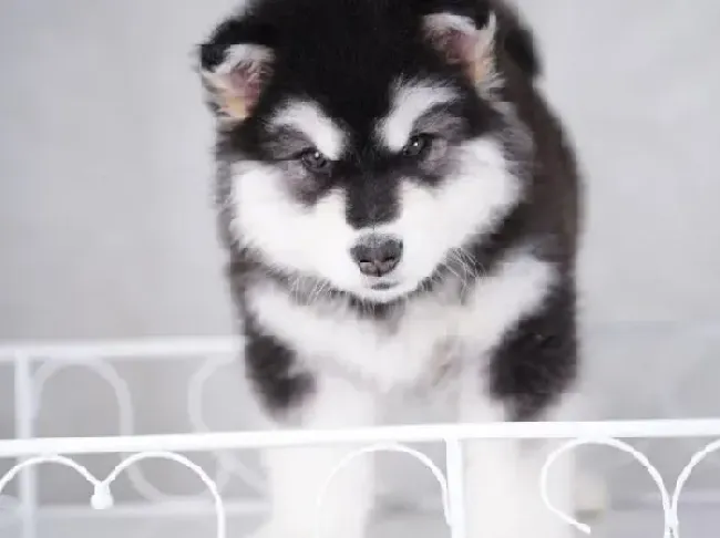 阿拉斯加犬|了解阿拉斯加犬要排便的动作信号