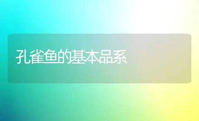 孔雀鱼的基本品系 | 鱼类宠物