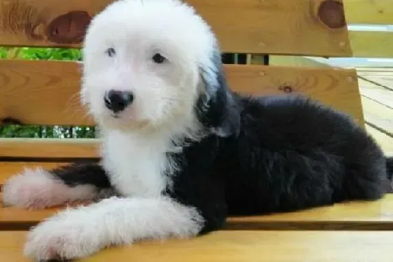 古代牧羊犬|怎样迅速的提高古代牧羊犬的智商