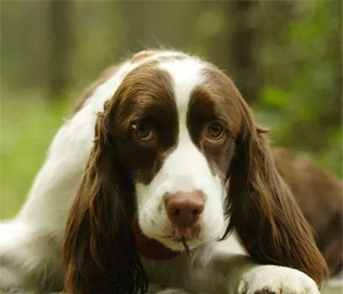 史宾格犬如何训练 充足的运动量可以消耗狗的精力 | 史宾格犬