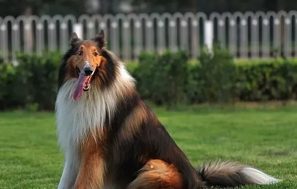 苏格兰牧羊犬用途 苏格兰牧羊犬是负责牧羊 | 苏格兰牧羊犬