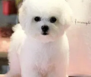 比熊犬|怎样让比熊犬做好繁育交配的工作